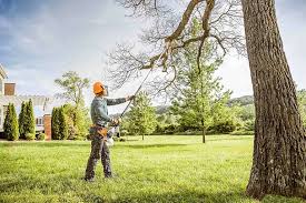 How Our Tree Care Process Works  in  Leander, TX